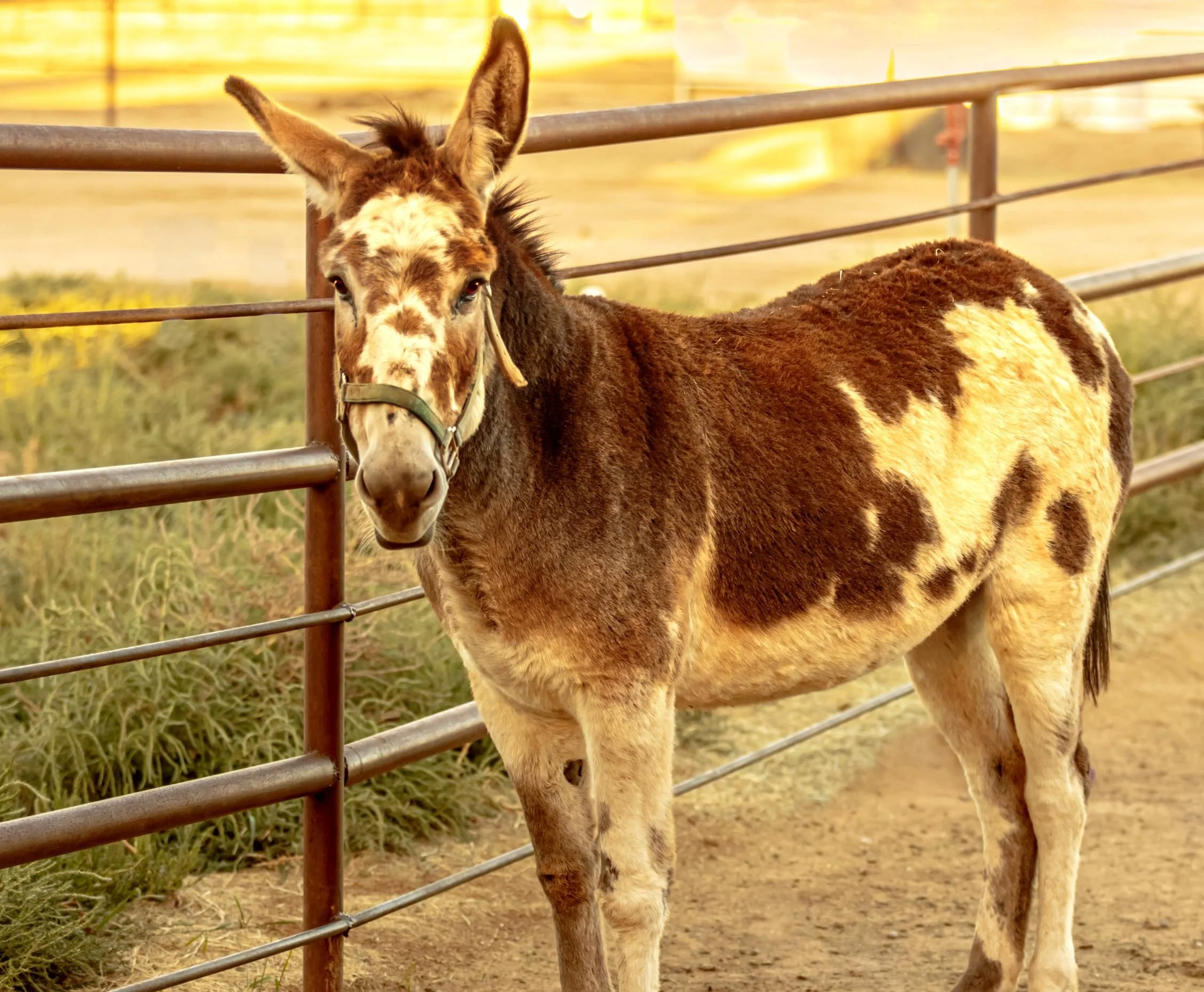 Jennyfur — New Mexico Horse Rescue